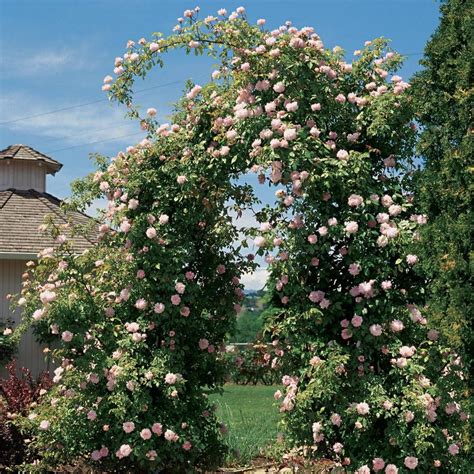 cecile brunner climbing roses facts.